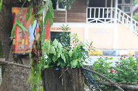 balau07.jpg
